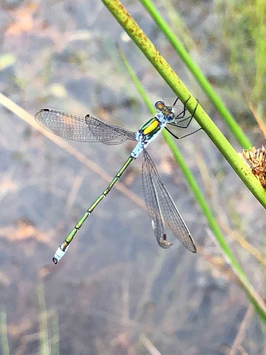 Lestes_sponsa